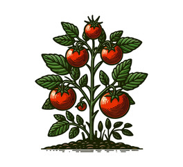 Tomato plant hand drawn vector ilustration