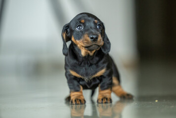 A very small young black dachshund puppy
