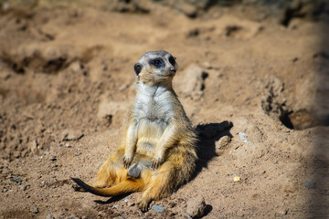 meerkat sitting
