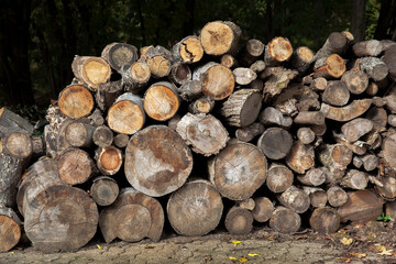 logging and storage of firewood - 768303166