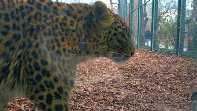 Leopard walks in the zoo enclosure