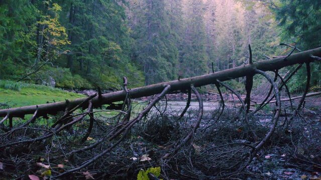 a mountain lake in the Carpathians, Ukraine, is overgrown and dying, grass and moss, fallen trees raise the bottom and in a hundred years the reservoir will no longer exist