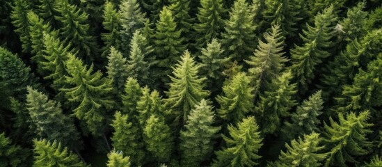 Top view of a row of spruce trees in the forest - obrazy, fototapety, plakaty