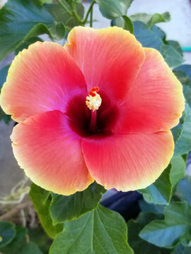 Red and Yellow Hibiscus