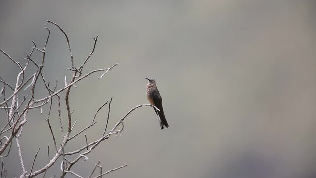 Giant hummingbird (Patagona gigas) is the only member of the genus Patagona and the largest member of the hummingbird family. This photo was taken in Ecuador.