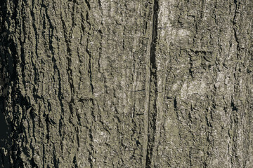 Obraz premium Vector illustration of Quercus coccinea bark background. Oak bark texture. 