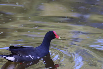 Pato con cresta roja