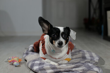 small dog with an ear lift up, small dog , small friend at home. black and white dog.