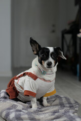 Chihuahua looking straight, dog with an ear lift up, small dog, black and white dog, domestic dog, dog at home.