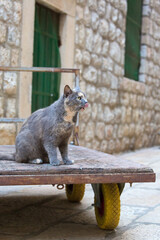 Silver tortoiseshell cat sticks out her tongue on the hand truck in the Old City of Dubrovnik, Croatia.