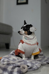Small dog , white and black chihuahua, dressed dog, female dog, dog at home, domestic dog, 
