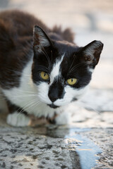 Close-up of a black and white protective cat in the Old City of Dubrovnik, Croatia.