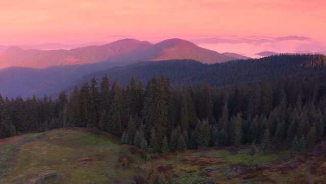 dawn in the Ukrainian Carpathians after the rain, when the gentle fog at dawn in the valleys hugs the mountain peaks, view from a flying drone