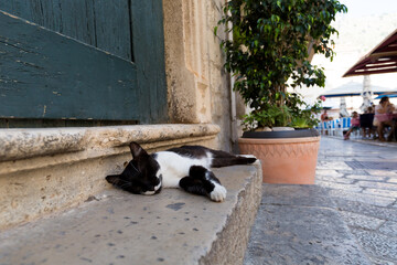 Black and white cat sleeping on the stone step, in the Old City of Dubrovnik, Croatia.