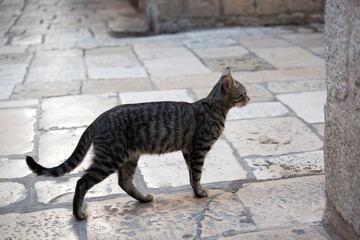 A brown tabby cat walking down the paving stone, Old City of Dubrovnik, Croatia.