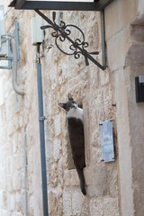 Gray and white cat holding on to a stone wall, Old City of Dubrovnik, Croatia.