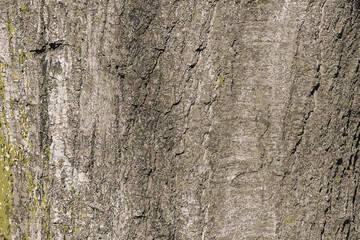 Illustration of Quercus coccinea bark background. Oak bark texture - obrazy, fototapety, plakaty