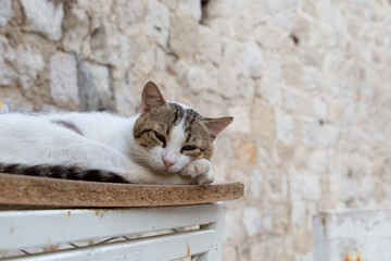 A cat lies beside a stone wall in the Old City of Dubrovnik.
