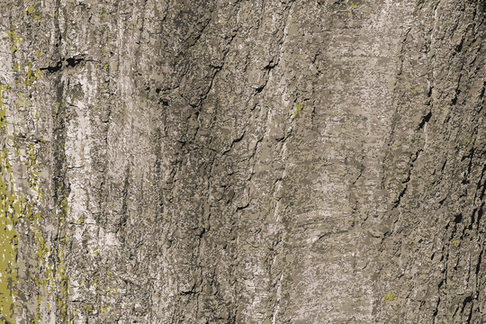 Illustration of Quercus coccinea bark background. Oak bark texture