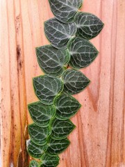 Closeup of the dark green leaves of Rhaphidophora Cryptantha