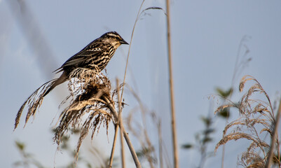 female red winged blackbird sitting on dried queen anne's lace in a field on a sunny afternoon