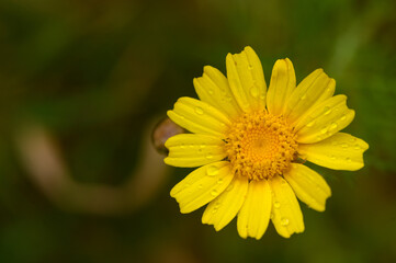 Chrysanthemum coronarium, is a species of flowering plant in the daisy family. It is native to the Mediterranean region.