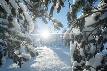 Majestic Pine Forest Bathed in Sunlight on Snowy Mountains.