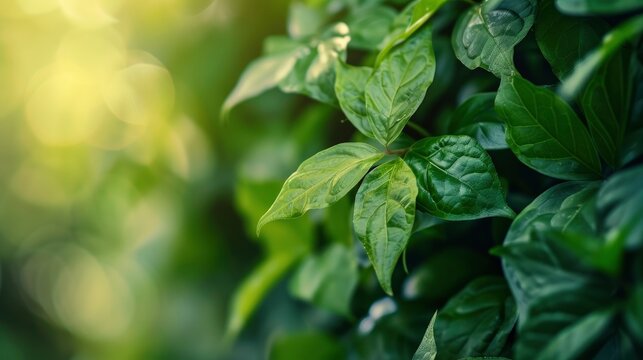 Nature of green leaf in garden at summer. Natural green leaves plants using as spring background cover page greenery environment ecology wallpaper  - generative ai