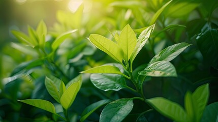 Nature of green leaf in garden at summer. Natural green leaves plants using as spring background cover page greenery environment ecology wallpaper  - generative ai