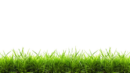 Realistic Green Grass Border Isolated on Transparent Background - 768319973