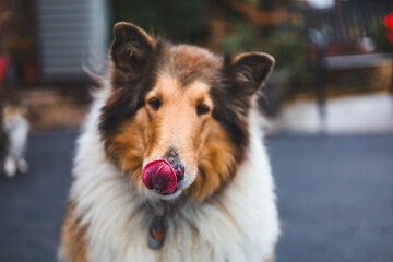 Collie Dog licking face and playing in the park