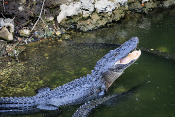Open Wide - A huge alligator with its mouth wide open, in a swamp in Southern Florida