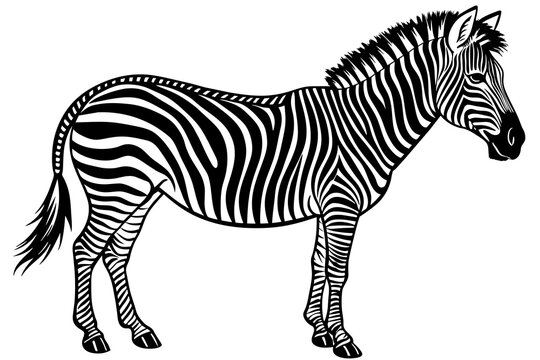 zebra silhouette vector illustration