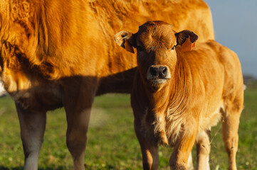 asturian mountain cow calf with its mother looking curiously at the camera in the field. rural...