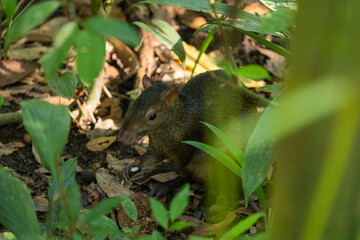 giant mouse eating Costa Rica