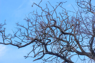 Gałęzie robinii akacjowej na tle błękitnego zimowego nieba. Malowniczo poskręcane gałęzie dużego drzewa na tle pogodnego, błękitnego nieba w lutowe popołudnie. - obrazy, fototapety, plakaty