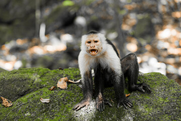 furious monkeys in the forest 