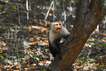 Naklejka premium furious monkeys in the forest 