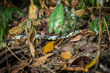 snake in the forest