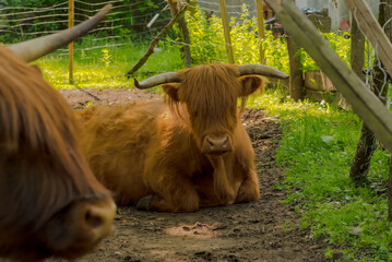 Kudłata szkocka czerwona krowa górska (Highland ) spoczywa na chłodnej ziemi w cieniu. Krowa o dużych rogach i wyglądzie tura, ale o łagodnym charakterze, leżąc, rozgląda się ciekawie.