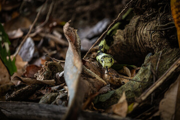 snake in the forest