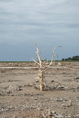 Epecuen, Argentina, Ruina, arbol