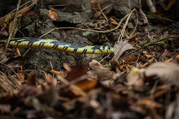 snake in the forest