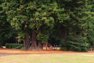 Redwood park, Arcata, CA USA - obrazy, fototapety, plakaty