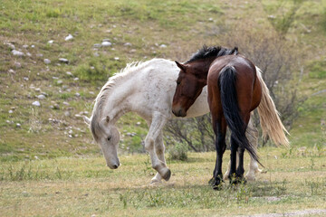 White and Dark bay wild stallions facing off before fighting in the southwest Arizona United States