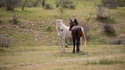 Dark sorrel and white wild horse stallions facing off before fighting  in the Salt River wild horse management area near Scottsdale Arizona United States
