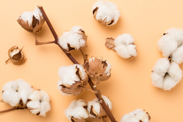 Branch of cotton flowers on color background, top view