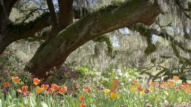 Ancient Live Oak Trees and Spring Tulips