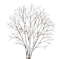 Fototapeta premium Bare birch tree isolated of winter season