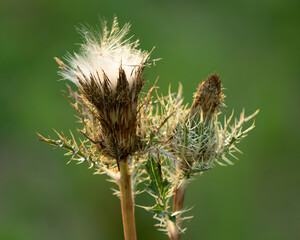 Thistle Plant in the Pasture of Mississippi